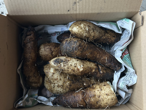 ねばり抜群！豊田市旭産土付き『大和芋』2kg（梱包込）