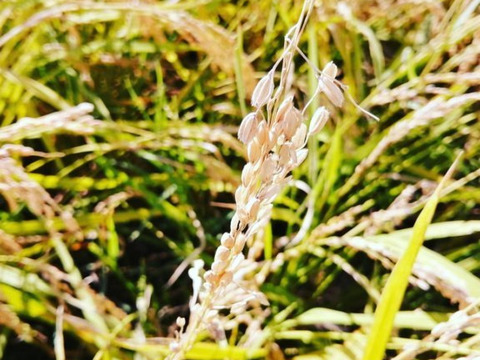 売り切れ。また来年お願いします(*^^*)【新米♡お試し２合♡食べきりサイズ】京都産ミルキークイーン2024 黄金の実り（買い合わせOK）白米❣（玄米リクエスト可）