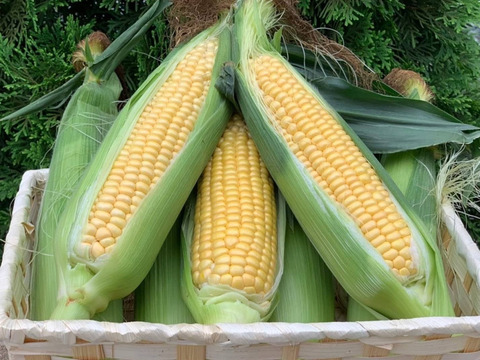 ゴールドラッシュとうもろこし8本（380g程のサイズ）生でも食べ