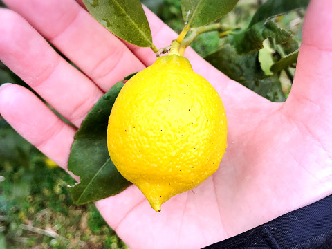 The citrus【mini LEMON】ミニレモン 約500g
