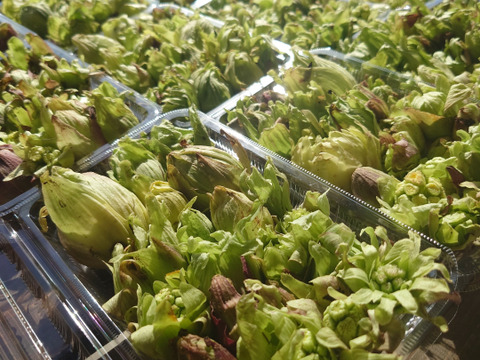 【namizo様専用商品】オニクルミ２キロ.ふきのとう400g 新潟県妙高市産　天然山菜