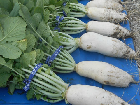 鏡水の伝統野菜 島大根（1本約2.5kg）