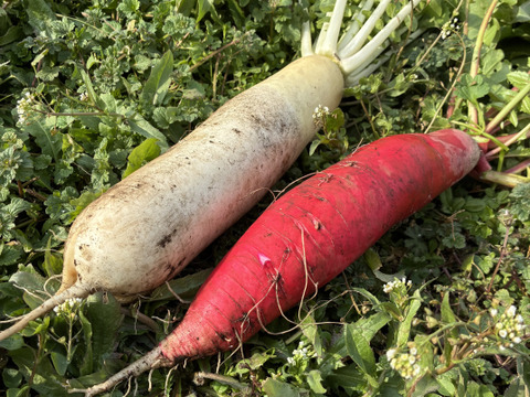 朝採れ発送！固定種＊山田ねずみだいこん& 	
紅園中長大根セット＊葉付きだいこん＊5kg＊訳ありミックス