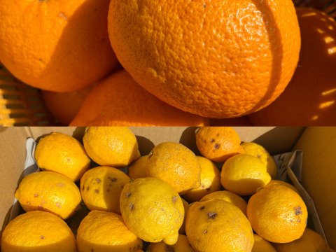 【農薬不使用】ねこ農園の甘夏1kg&無選別レモン2kgセット【ノーワックス】