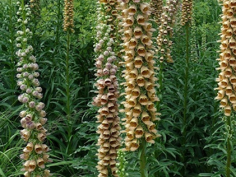 2個セット  ジギタリス ゲルバーハロルド イングリッシュガーデン 花苗 花壇苗