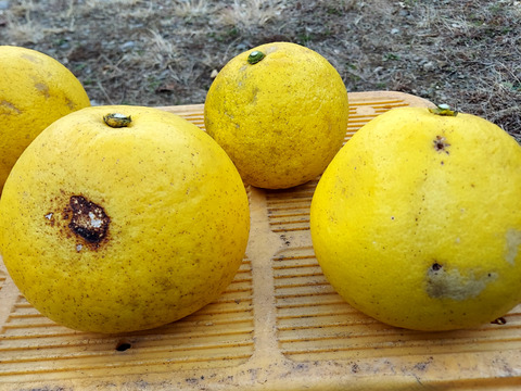 家庭用文旦　農薬不使用　3kg