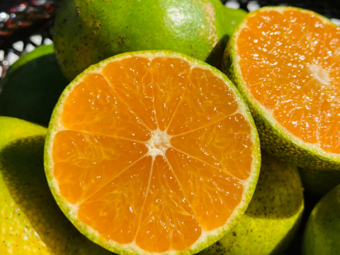 農薬・肥料不使用｜自然栽培 極早生みかん ３kg（お試しサイズ）【食べチョク限定・小玉みかん増量】