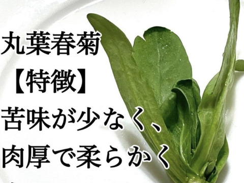 採れたて春菊を100gお届けします