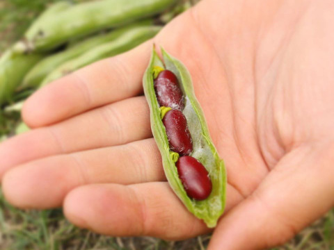 食べ比べ！そら豆4種セット！！そら豆好きにはたまりません(^^♪  (3㎏)