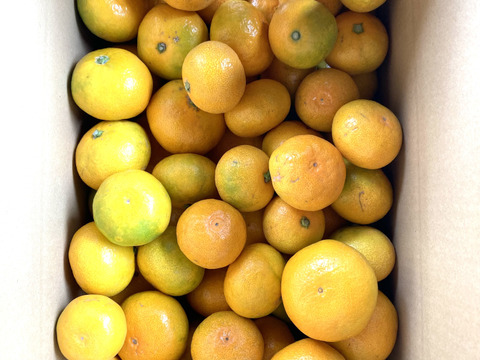 ゆら早生　箱込5kg　家庭用　山口岩国みかん　瀬戸内の恵み甘酸っぱいフレッシュなお味をお届けします！