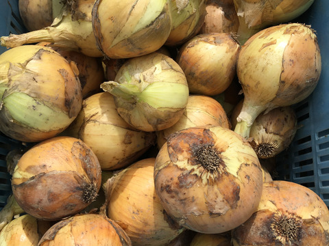 淡路島産タマネギ5kg
七宝早生
農薬・化学肥料・除草剤不使用
生でもおいしい　甘い