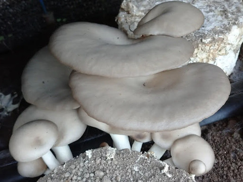 森薫る　オイスターマッシュルーム＜原木栽培＞【世界農業遺産認定クヌギ林とため池がつなぐ国東半島】クヌギを使用して森で育てました。