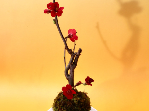 〜優しい空間を〜　苔玉　木瓜（紅色系）