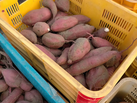 鳥取砂丘“ねっとり甘い”紅はるか 1.5kg