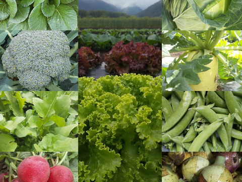 【農薬化学肥料不使用】朝採り！信州伊那谷★旬の野菜セット Ｓサイズ
