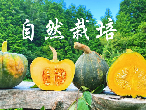 5kg食べ比べは自然栽培の固定種かぼちゃ🎃日本かぼちゃの小菊南瓜と西洋かぼちゃセット　おいしい野菜