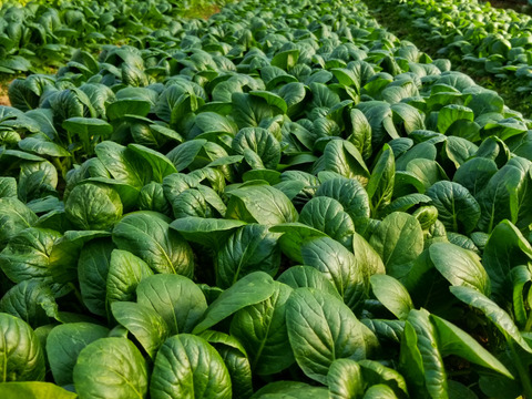 【雨水】魚の町で長年育ててもらった野菜セット7～9品目