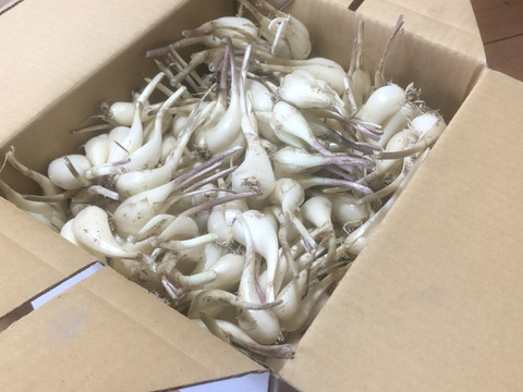 農薬・化学肥料不使用らっきょう約2kg/淡路島産