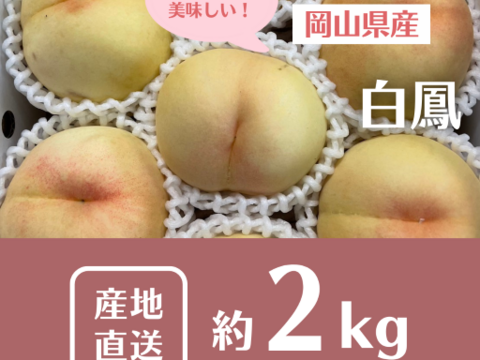 【2025年予約スタート！・ご自宅用】白鳳★～とろける果肉とたっぷり果汁の白桃です～（2㎏箱）