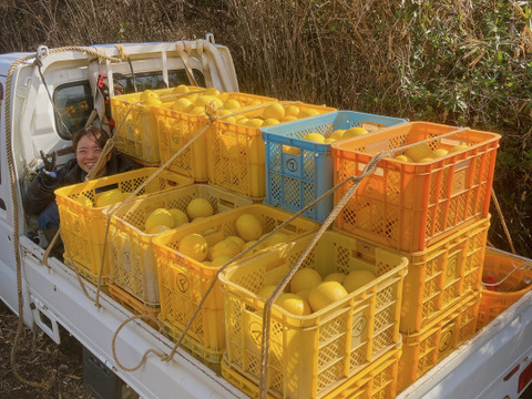 湘南育ちの美味しい文旦 3kg(8個程度)【化学肥料不使用・農薬使用30％未満】