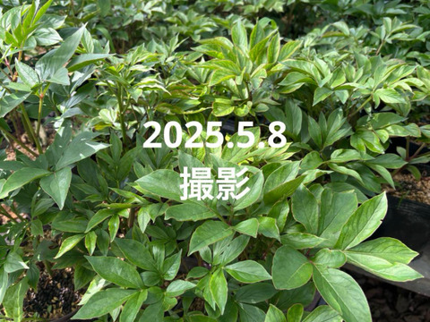 芍薬の苗　3芽以上　5号鉢