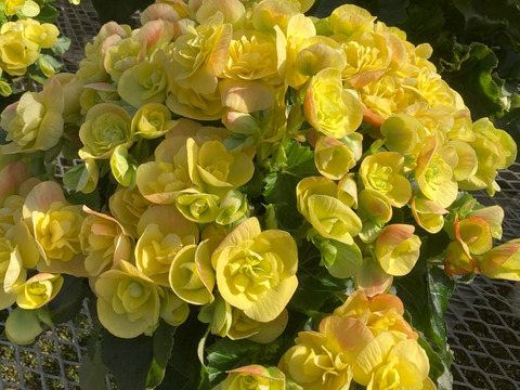 【贈答用】他では手に入らない最高級品。エラチオールベゴニア【バスケット2入】５寸