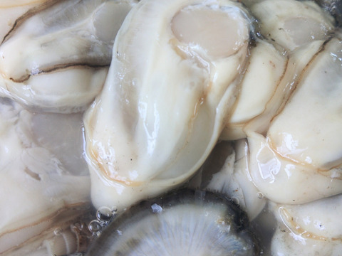 【10％OFF設定中】生食用２ｋｇ 殻付き 牡蠣 （14~30粒）牡蠣 殻付き牡蠣 殻付き牡蛎 牡蛎 kaki かき カキ 松島牡蠣屋 BBQに貝類 海産物 オイスターoyster