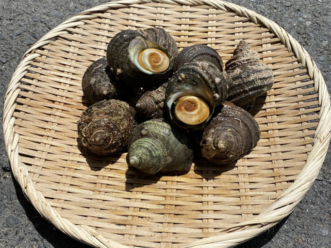 【江田島産】サザエ(中)1.5kg