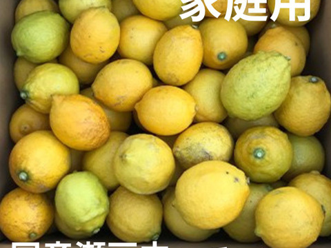 家庭用　国産レモン　瀬戸内産　10㎏