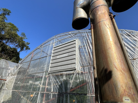 数量限定[お歳暮] 冬の味覚【不知火柑】大人気！熊本名産初モノ加温栽培！９～10玉 化粧箱  [贈答] [自宅用] にどうぞ！ とっても爽やかジューシー♪ 【冬ギフト】