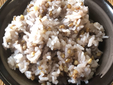(お試し販売)我が家でいつも食べてるご飯🍚✨キヌヒカリ3㎏＋もち麦(ダイシモチ)玄麦300g同梱セット