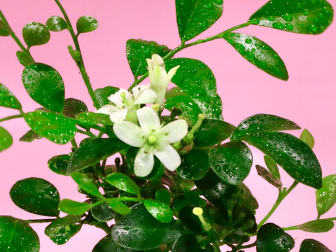 〜優しい空間を〜　苔玉　月橘（げっきつ）