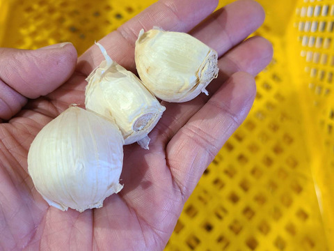 濃厚で甘い！大粒福地ホワイト六片にんにく 1kg（農薬・化学肥料不使用／バラ）