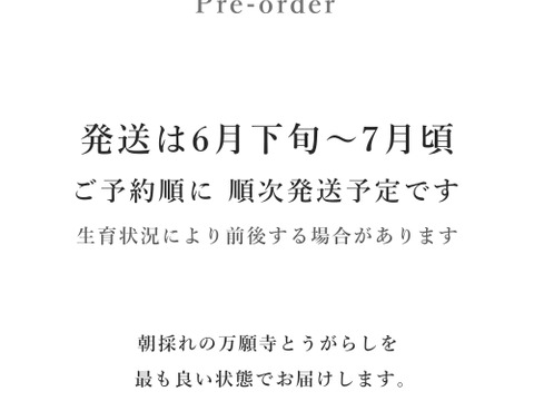 【予約販売】京都・舞鶴産 朝採れ万願寺とうがらし 良品 約1ｋg