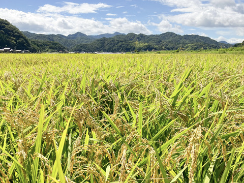 令和6年産 京都丹後コシヒカリ 10kg