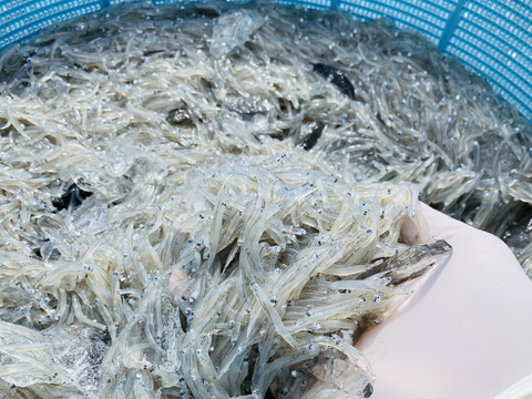 【九州初！！】一艘曳きしらす漁師の絶品生しらす丼セット(2人前)