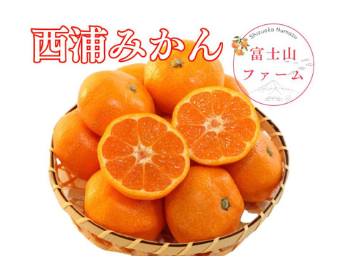 太陽と潮風が育てた、甘みあふれる！西浦みかん 【寿太郎3キロ箱込】訳ありみかん 寿太郎みかん 静岡県産 【3月上旬までの季節限定品！】