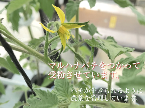 豊作特価⭐️甘くて柔らかい！中玉トマトフルティカ１キロ