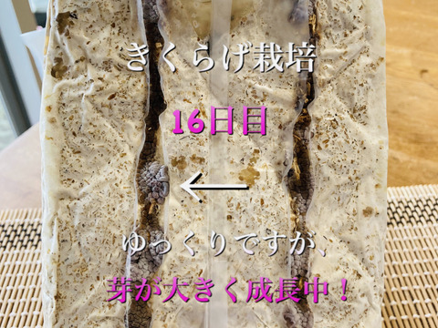 【大人の自由研究】【6月5日までの限定販売】『高知県産きくらげ栽培用の菌床ブロック×2個』簡単な育て方リーフレット付 ※商品到着後1週間以内に切込みを入れ栽培できる方