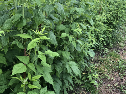 【有機JAS認証】北海道産フレッシュオーガニックラズベリー 100g×４パック