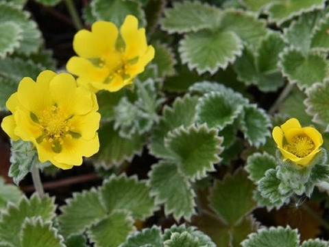 2個セット  ポテンティラ ゴールデンスターリット  イングリッシュガーデン グランドカバー 花苗 多年草 宿根草