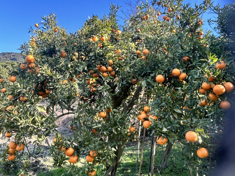 完熟タンカン（贈答用5kg）