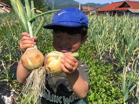 玉ねぎセット！『やみつききゅうり』！いっぱい！【夏限定販売】農薬不使用！自然の野菜