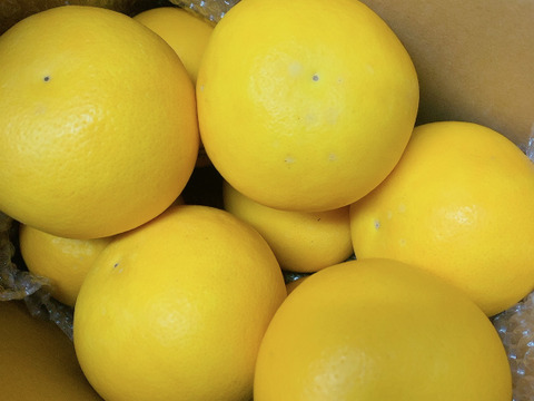 訳あり１.５Ｋ＊小さめグレープフルーツ・さがんルビー