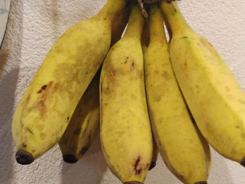 《朝市限定》もぅ普通のバナナに戻れない！？もちもちのアップルバナナ1kg(1~3房)