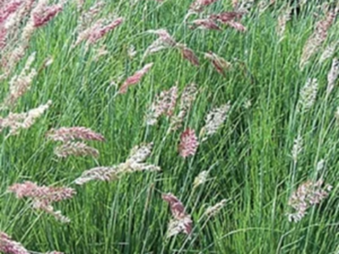 2個セット グラス メリニス サバンナ オーナメントグラス  イングリッシュガーデン 花苗 多年草 宿根草