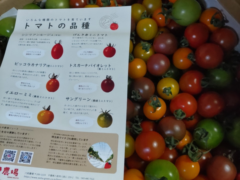 カラフルミニトマト(3㎏)《食卓に彩りを》見ても食べても感動できる♪