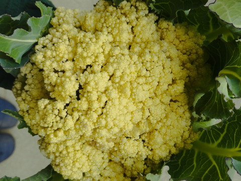 初春の旬野菜カリフラワー80サイズ箱(4
.5.個)