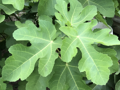 【いちじくの生葉10枚】🌳🍃今だけフレッシュ‼️お茶・入浴用などに♨️チュラのにいがたハーブ✨無花果葉 ／ビオレソリエス／自然栽培