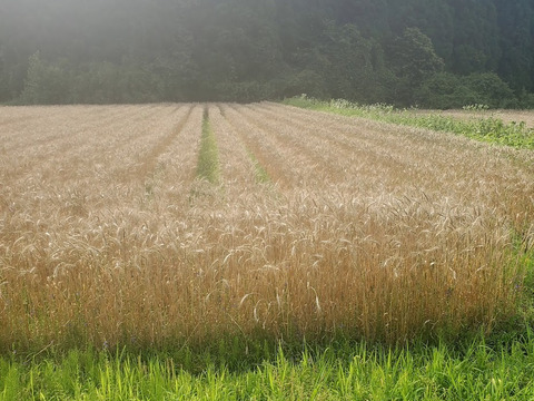 農薬最低限　中力小麦粉『チクゴイズミ』　1.5㎏（500g袋×３袋）